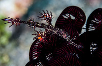 Ornate Ghost Pipefish