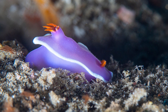 Hypselodoris sp 7 Nudibranch
