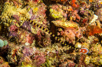 Yellow Banded Pipefish