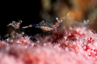 Anemone Shrimp