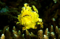 Yellow Frogfish