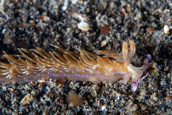Nudibranch