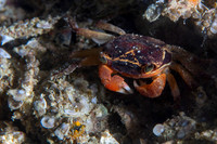 Crab Triton Bay