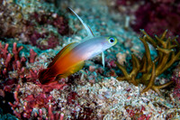 Fire Dart Fish Mooman
