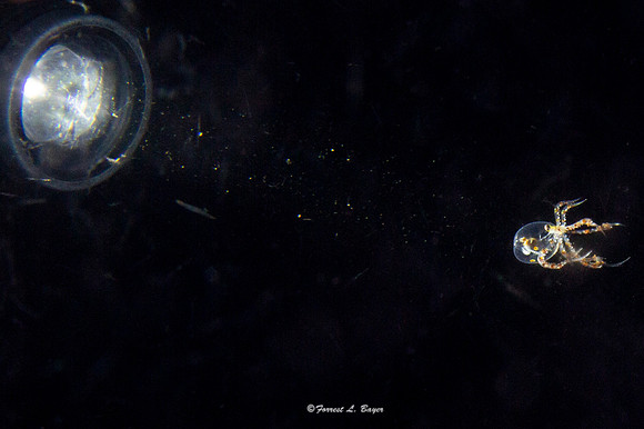 Wonderpus Octopus Larve