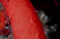 Shrimp on Soft Coral