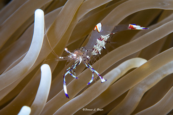 Peacock Shrimp