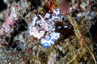 Harlequin Crab