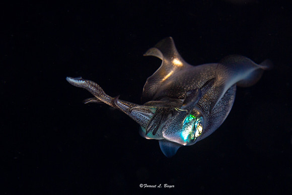 Squid