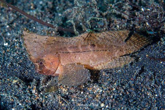 Cockatoo Wasp Fish
