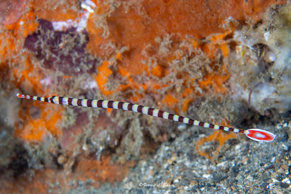 Yellow Banded Pipefish