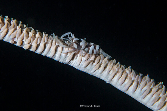 Black Coral Shrimp