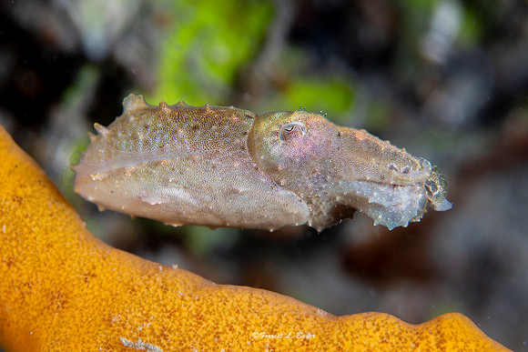 Pigmy Cuttle Fish
