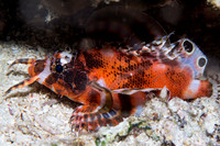 Twin Spot Scorpion Fish
