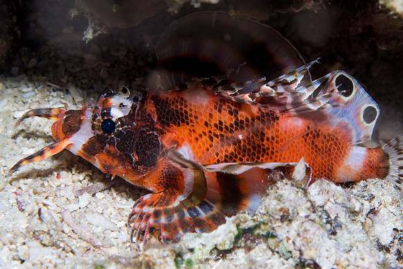 Twin Spot Scorpion Fish