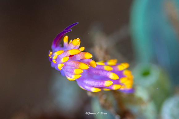 Nudibranch