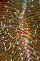 Hard Coral