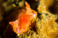 Spanish Dancer
