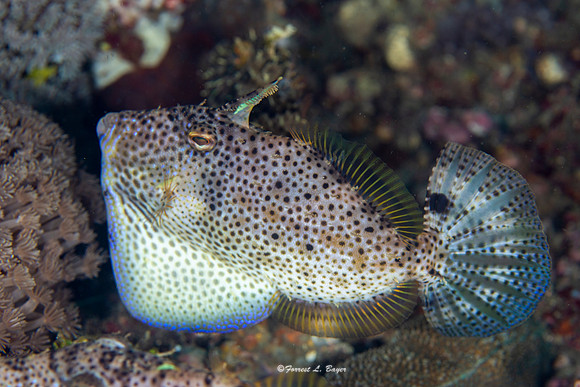 Strapweed Filefish