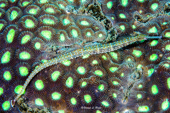 Orange Spotted Pipefish