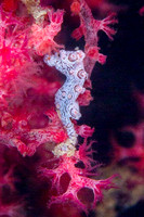 Bargananti Pigmy Seahorse