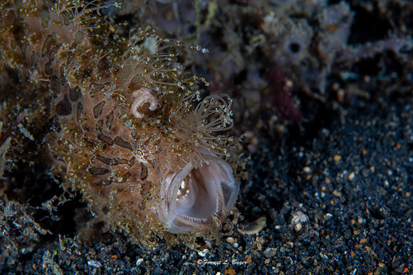 Hairy Frogfish