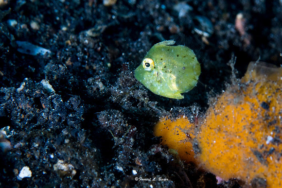 Juvenile Fish