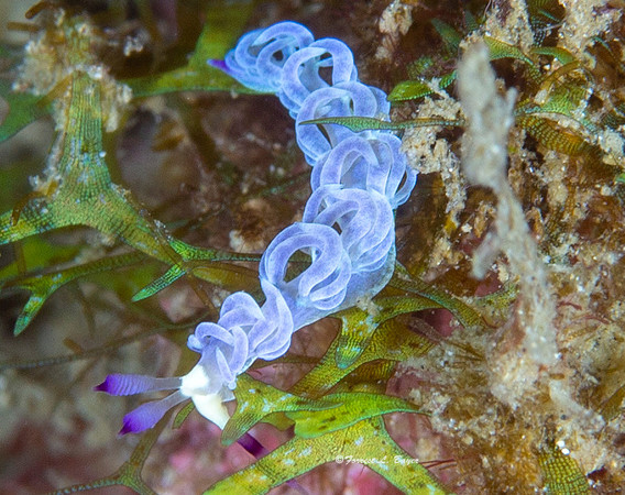 Phylldodesmium magnus Nudibranch