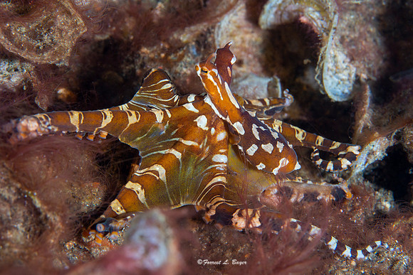 Wonderpus Octopus