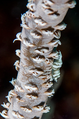 Black Coral Shrimp
