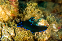 Tambja morosa Nudibranch