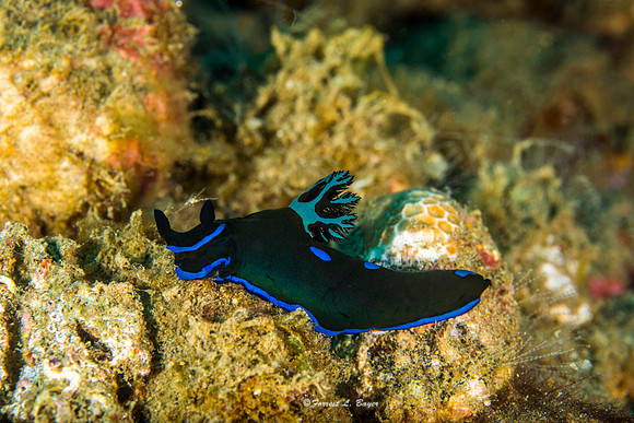 Tambja morosa Nudibranch