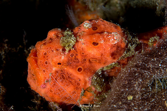 Orange Frog Fish