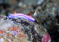 Nudibranch Thorunna australis
