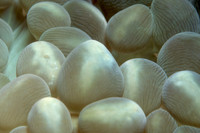 Bubble Coral