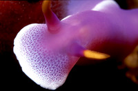 Nudibranch Philippines