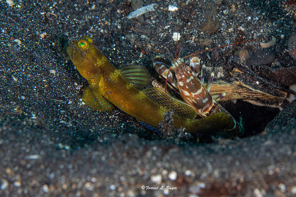 Shrimp Goby