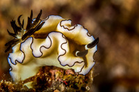 Doriprismatica sibogae Nudibranch