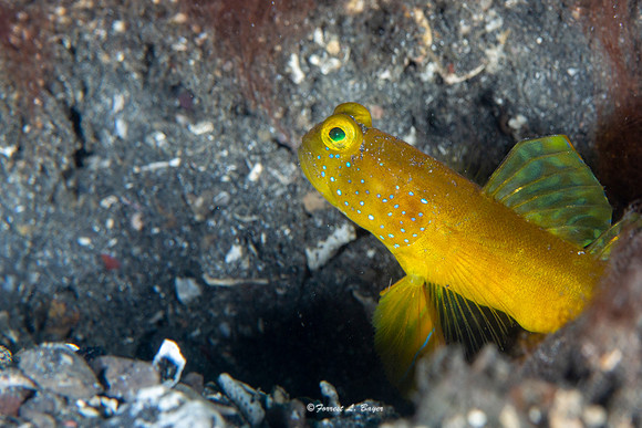 Yellow Shrimp Goby