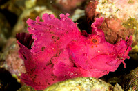 Rhinopias Scorpion Fish