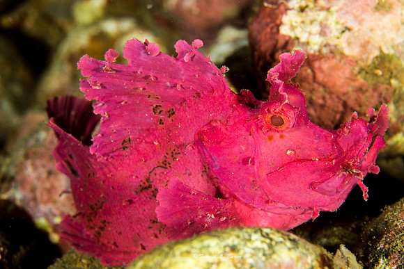 Rhinopias Scorpion Fish