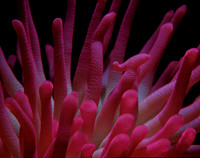 Pink Anemone