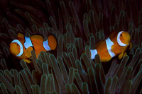 Anemone Fish