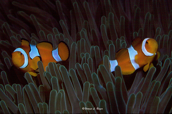 Anemone Fish