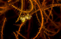 Juveniel Bobbit Squid
