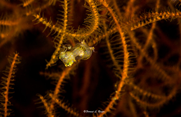 Juveniel Bobbit Squid