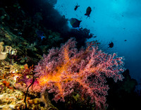 Soft Coral