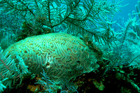 Brain Coral Hatai !976