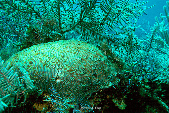 Brain Coral Hatai !976