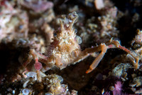 Decorator Crab Triton Bay